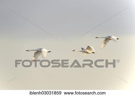"Bewick's Swans (Cygnus bewickii), Haren, Emsland, Lower Saxony, Germany, Europe" View Large Photo Image Stock Photo - "Bewick's Swans (Cygnus bewickii), Haren, Emsland, Lower Saxony, Germany, Europe". Fotosearch