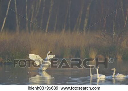 "Bewick's Swans (Cygnus bewickii), Emsland, Lower Saxony, Germany, Europe" View Large Photo Image Stock Photo - "Bewick's Swans (Cygnus bewickii), Emsland, Lower Saxony, Germany, Europe". Fotosearch