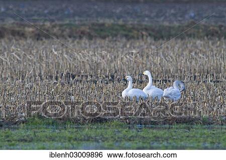 "Bewick's Swans (Cygnus bewickii), Haren, Emsland, Lower Saxony, Germany, Europe" View Large Photo Image Stock Photograph - "Bewick's Swans (Cygnus bewickii), Haren, Emsland, Lower Saxony, Germany, Europe". Fotosearch