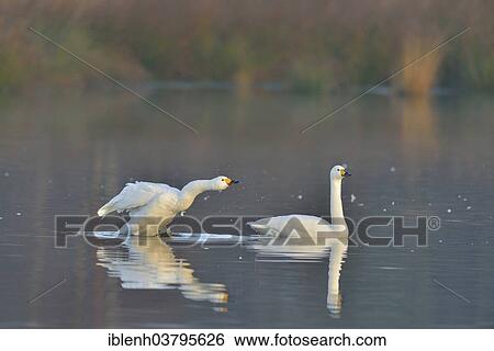 "Bewick's Swans (Cygnus bewickii), Emsland, Lower Saxony, Germany, Europe" View Large Photo Image Stock Photograph - "Bewick's Swans (Cygnus bewickii), Emsland, Lower Saxony, Germany, Europe". Fotosearch