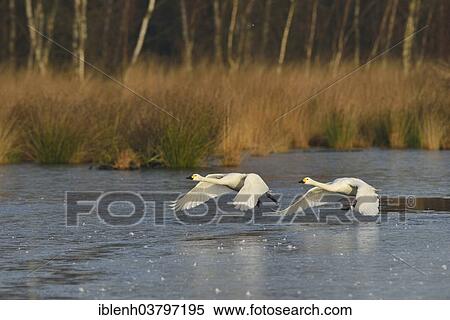"Bewick's Swans (Cygnus bewickii), Emsland, Lower Saxony, Germany, Europe" View Large Photo Image Stock Photography - "Bewick's Swans (Cygnus bewickii), Emsland, Lower Saxony, Germany, Europe". Fotosearch