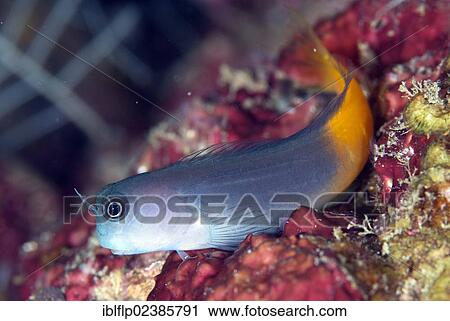 "Bicolour Blenny (Ecsenius bicolor), adult, resting on coral, Fiabacet Island, Raja Ampat Islands, Four Kings, West Papua, New Guinea, Indonesia, Southeast Asia, Asia" View Large Photo Image Stock Image - "Bicolour Blenny (Ecsenius bicolor), adult, resting on coral, Fiabacet Island, Raja Ampat Islands, Four Kings, West Papua, New Guinea, Indonesia, Southeast Asia, Asia". Fotosearch