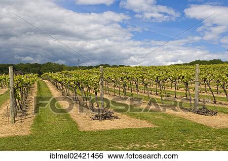 Biddenden Vineyards, Kent, England, United Kingdom, Europe View Large Photo Image Stock Photograph - Biddenden Vineyards, Kent, England, United Kingdom, Europe. Fotosearch