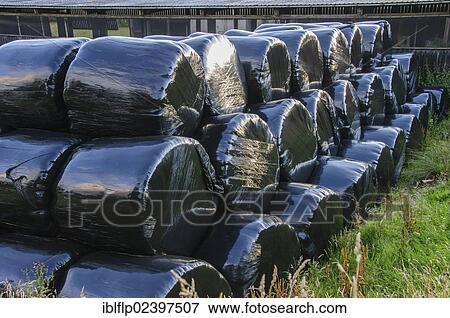 "Big bales of silage wrapped in black plastic, Dinkling Green Farm, Whitewell, Forest of Bowland, Lancashire, England, United Kingdom, Europe" View Large Photo Image Stock Photo - "Big bales of silage wrapped in black plastic, Dinkling Green Farm, Whitewell, Forest of Bowland, Lancashire, England, United Kingdom, Europe". Fotosearch