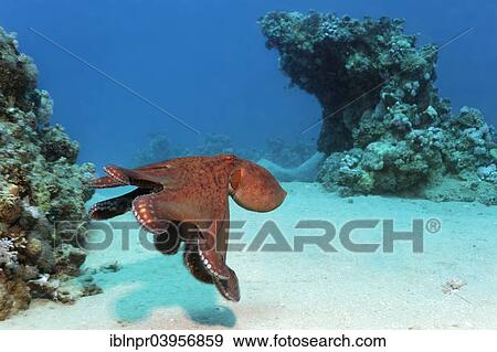 Stock Photo - "Big Blue Octopus (Octopus cyanea), Makadi Baya, Red Sea, Hurghada, Egypt, Africa". Fotosearch