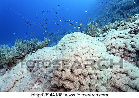 "Big grape coral (Plerogyra sinuosa) on steep drop, Island Zarbagad, Egypt, Red Sea, Africa" View Large Photo Image Stock Photo - "Big grape coral (Plerogyra sinuosa) on steep drop, Island Zarbagad, Egypt, Red Sea, Africa". Fotosearch