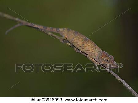"Big-nosed Chameleon or Leaf-nosed Chameleon (Calumma nasuta), Andasibe-Mantadia National Park, Madagascar, Africa" View Large Photo Image Stock Image - "Big-nosed Chameleon or Leaf-nosed Chameleon (Calumma nasuta), Andasibe-Mantadia National Park, Madagascar, Africa". Fotosearch