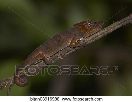 Stock Photo - "Big-nosed Chameleon or Leaf-nosed Chameleon (Calumma nasuta), Andasibe-Mantadia National Park, Madagascar, Africa". Fotosearch