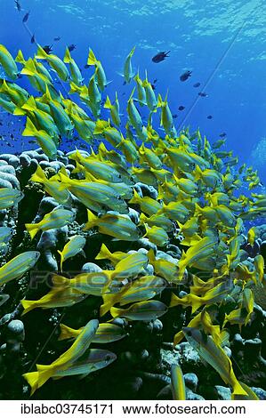 "Bigeye Snapper (Lutjanus lutjanus), Raja Ampat, West Papua, Indonesia, Asia" View Large Photo Image Stock Image - "Bigeye Snapper (Lutjanus lutjanus), Raja Ampat, West Papua, Indonesia, Asia". Fotosearch