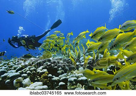 "Bigeye Snapper (Lutjanus lutjanus) with a scuba diver, Raja Ampat, West Papua, Indonesia, Asia" View Large Photo Image Stock Photography - "Bigeye Snapper (Lutjanus lutjanus) with a scuba diver, Raja Ampat, West Papua, Indonesia, Asia". Fotosearch