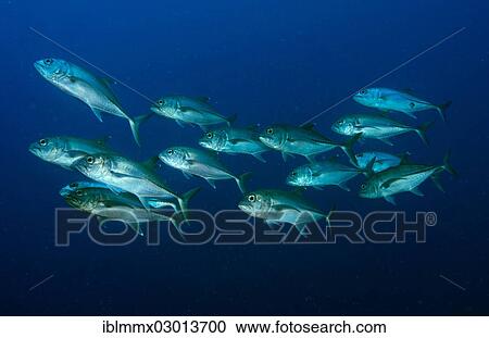 "Bigeye Trevally (Caranx sexfasciatus), Barrier Reef, Australia, Oceania" View Large Photo Image Stock Image - "Bigeye Trevally (Caranx sexfasciatus), Barrier Reef, Australia, Oceania". Fotosearch