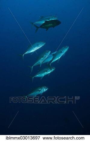 "Bigeye Trevally (Caranx sexfasciatus), Barrier Reef, Australia, Oceania" View Large Photo Image Stock Photo - "Bigeye Trevally (Caranx sexfasciatus), Barrier Reef, Australia, Oceania". Fotosearch