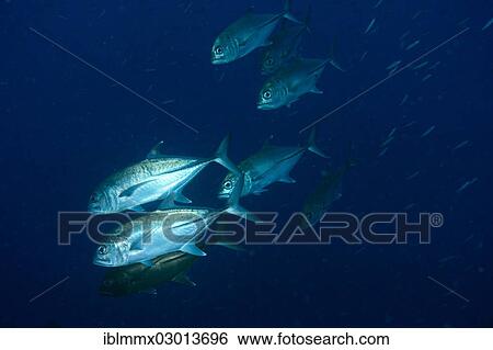 "Bigeye Trevally (Caranx sexfasciatus), Barrier Reef, Australia, Oceania" View Large Photo Image Stock Photograph - "Bigeye Trevally (Caranx sexfasciatus), Barrier Reef, Australia, Oceania". Fotosearch
