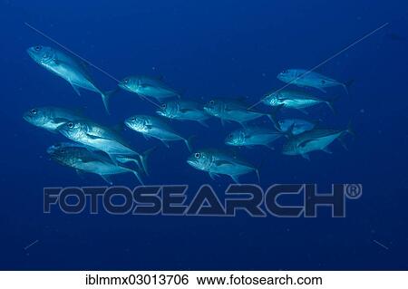 "Bigeye Trevally (Caranx sexfasciatus), Barrier Reef, Australia, Oceania" View Large Photo Image Stock Photograph - "Bigeye Trevally (Caranx sexfasciatus), Barrier Reef, Australia, Oceania". Fotosearch