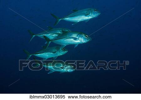"Bigeye Trevally (Caranx sexfasciatus), Barrier Reef, Australia, Oceania" View Large Photo Image Stock Photography - "Bigeye Trevally (Caranx sexfasciatus), Barrier Reef, Australia, Oceania". Fotosearch