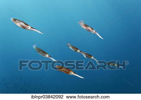 "Bigfin reef squid (Sepioteuthis lessoniana), Dimaniyat Islands nature reserve, Al Batinah region, Oman, Asia" View Large Photo Image Stock Image - "Bigfin reef squid (Sepioteuthis lessoniana), Dimaniyat Islands nature reserve, Al Batinah region, Oman, Asia". Fotosearch