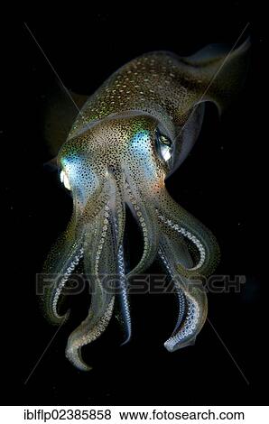 "Bigfin Reef Squid (Sepioteuthis lessoniana), adult, at night, Balbulol Island, Raja Ampat Islands, Four Kings, West Papua, New Guinea, Indonesia, Southeast Asia, Asia" View Large Photo Image Stock Photo - "Bigfin Reef Squid (Sepioteuthis lessoniana), adult, at night, Balbulol Island, Raja Ampat Islands, Four Kings, West Papua, New Guinea, Indonesia, Southeast Asia, Asia". Fotosearch