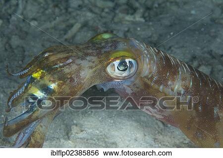 "Bigfin Reef Squid (Sepioteuthis lessoniana), adult, feeding, with Indo-Pacific Sergeant Major (Abudefduf vaigiensis) prey in tentacles, at night, Waigeo Island, Raja Ampat Islands, Four Kings, West Papua, New Guinea, Indonesia, Southeast Asia, Asia" View Large Photo Image Stock Photograph - "Bigfin Reef Squid (Sepioteuthis lessoniana), adult, feeding, with Indo-Pacific Sergeant Major (Abudefduf vaigiensis) prey in tentacles, at night, Waigeo Island, Raja Ampat Islands, Four Kings, West Papua, New Guinea, Indonesia, Southeast Asia, Asia". Fotosearch
