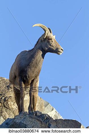 Picture - "Bighorn Sheep (Ovis canadensis), California, USA". Fotosearch