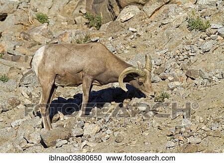 "Bighorn Sheep (Ovis canadensis), California, USA" View Large Photo Image Stock Image - "Bighorn Sheep (Ovis canadensis), California, USA". Fotosearch