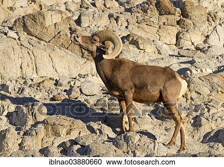 "Bighorn Sheep (Ovis canadensis), California, USA" View Large Photo Image Stock Image - "Bighorn Sheep (Ovis canadensis), California, USA". Fotosearch