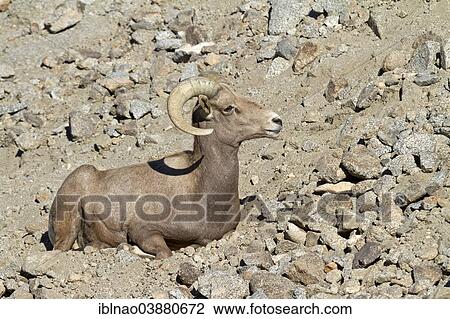 "Bighorn Sheep (Ovis canadensis), California, USA" View Large Photo Image Stock Image - "Bighorn Sheep (Ovis canadensis), California, USA". Fotosearch