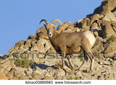 "Bighorn Sheep (Ovis canadensis), California, USA" View Large Photo Image Stock Image - "Bighorn Sheep (Ovis canadensis), California, USA". Fotosearch