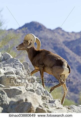 "Bighorn Sheep (Ovis canadensis), California, USA" View Large Photo Image Stock Photo - "Bighorn Sheep (Ovis canadensis), California, USA". Fotosearch