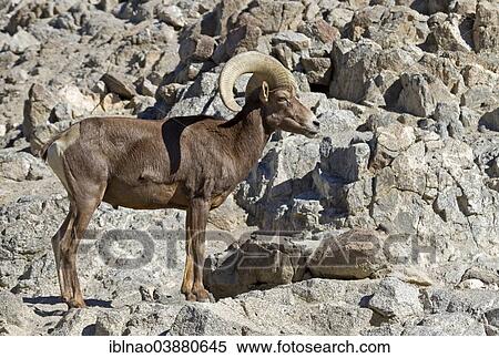 "Bighorn Sheep (Ovis canadensis), California, USA" View Large Photo Image Stock Photography - "Bighorn Sheep (Ovis canadensis), California, USA". Fotosearch