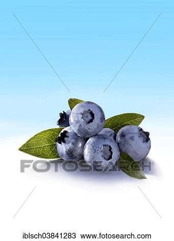 Bilberries or Blueberries (Vaccinium myrtillus) with leaves View Large Photo Image Stock Image - Bilberries or Blueberries (Vaccinium myrtillus) with leaves. Fotosearch