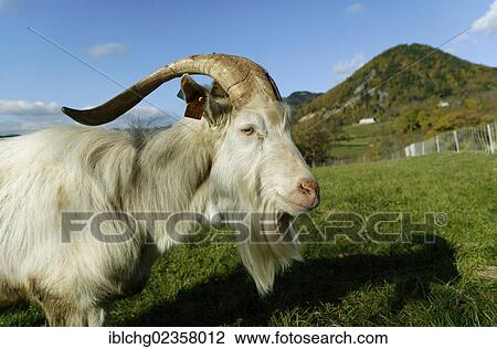 Stock Image - "Billy goat, Haute Loire, Auvergne, France, Europe". Fotosearch