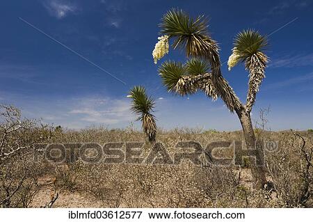 "Bioconvex Denticulate Leaf-Yucca (Yucca queretaroensis), flowering, near Vallecillo, Nuevo Leon, Mexico, North America" View Large Photo Image Stock Photo - "Bioconvex Denticulate Leaf-Yucca (Yucca queretaroensis), flowering, near Vallecillo, Nuevo Leon, Mexico, North America". Fotosearch