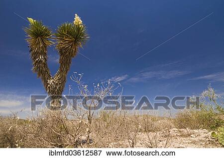 "Bioconvex Denticulate Leaf-Yucca (Yucca queretaroensis), flowering, near Vallecillo, Nuevo Leon, Mexico, North America" View Large Photo Image Stock Photo - "Bioconvex Denticulate Leaf-Yucca (Yucca queretaroensis), flowering, near Vallecillo, Nuevo Leon, Mexico, North America". Fotosearch