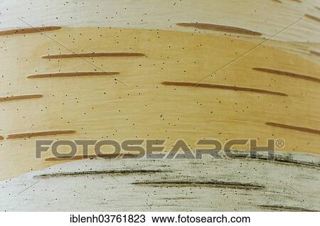 "Birch (Betula pendula), bark, Baden-Wurttemberg, Germany, Europe" View Large Photo Image Stock Image - "Birch (Betula pendula), bark, Baden-Wurttemberg, Germany, Europe". Fotosearch