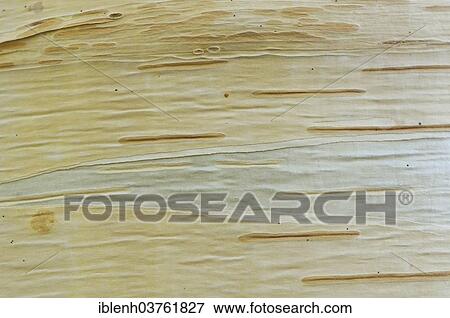 "Birch (Betula pendula), bark, Baden-Wurttemberg, Germany, Europe" View Large Photo Image Stock Photo - "Birch (Betula pendula), bark, Baden-Wurttemberg, Germany, Europe". Fotosearch