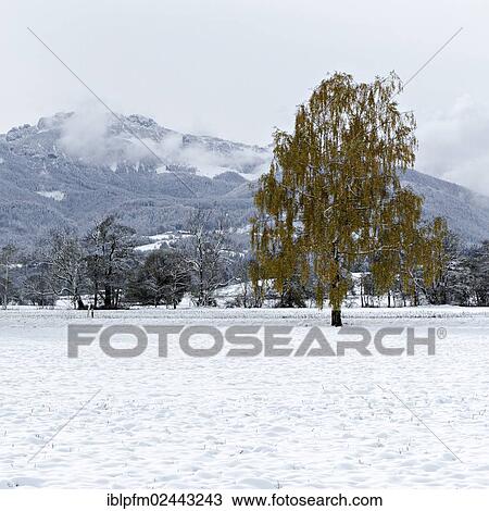 "Birch (Betula pendula) tree on snow-covered field, Chiemgau, Upper Bavaria, Germany, Europe" View Large Photo Image Stock Image - "Birch (Betula pendula) tree on snow-covered field, Chiemgau, Upper Bavaria, Germany, Europe". Fotosearch