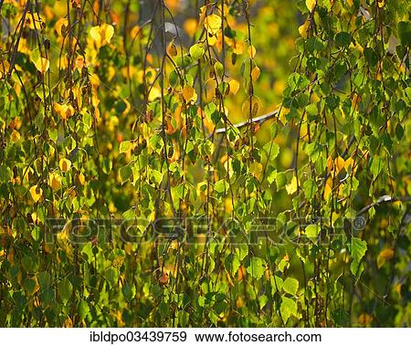 "Birch (Betula sp. ), autumn leaves, Tyrol, Austria, Europe" View Large Photo Image Stock Photo - "Birch (Betula sp. ), autumn leaves, Tyrol, Austria, Europe". Fotosearch