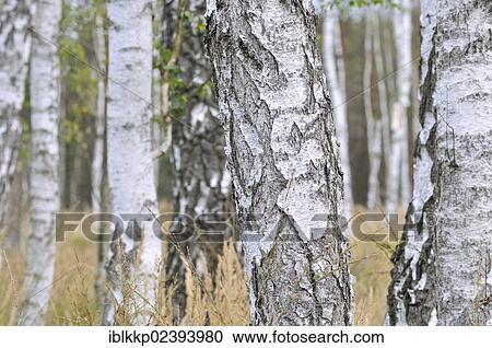 "Birch (Betula) trees in a wetland, Lower Lusatian Heath Nature Park, Brandenburg, Germany, Europe" View Large Photo Image Stock Image - "Birch (Betula) trees in a wetland, Lower Lusatian Heath Nature Park, Brandenburg, Germany, Europe". Fotosearch