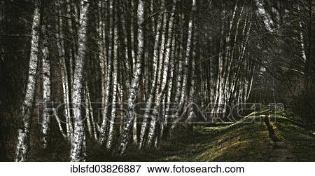 Stock Photo - "Birch copse at a flood protection embankment along the Spree River, Lubbenau, Brandenburg, Germany, Europe". Fotosearch