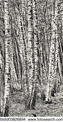 "Birch copse, black and white, Lubbenau, Brandenburg, Germany, Europe" View Large Photo Image Picture - "Birch copse, black and white, Lubbenau, Brandenburg, Germany, Europe". Fotosearch