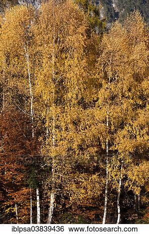 Stock Photograph - "Birch forest in autumn, North Tyrol, Austria, Europe". Fotosearch