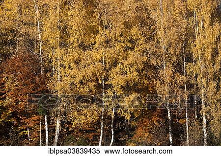 "Birch forest in autumn, North Tyrol, Austria, Europe" View Large Photo Image Stock Photography - "Birch forest in autumn, North Tyrol, Austria, Europe". Fotosearch