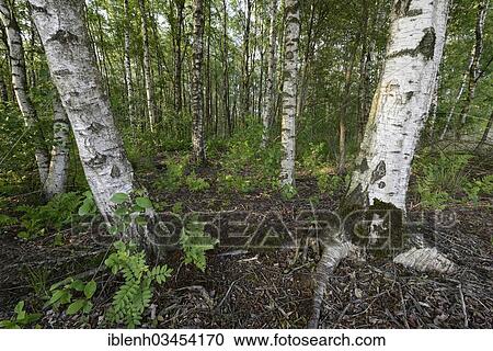 "Birch forest with Silver Birch (Betula verrucosa), Zwartemeer, Drenthe Province, The Netherlands, Europe" View Large Photo Image Stock Image - "Birch forest with Silver Birch (Betula verrucosa), Zwartemeer, Drenthe Province, The Netherlands, Europe". Fotosearch
