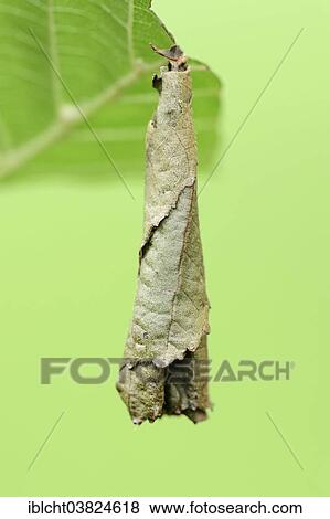 "Birch Leaf Roller (Deporaus betulae, Deporaus populi), rolled leaf, North Rhine-Westphalia, Germany, Europe" View Large Photo Image Stock Photo - "Birch Leaf Roller (Deporaus betulae, Deporaus populi), rolled leaf, North Rhine-Westphalia, Germany, Europe". Fotosearch