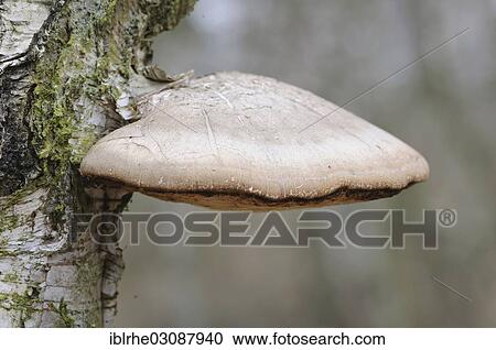 Stock Image - "Birch Polypore, Birch Bracket or Razor Strop (Piptoporus betulinus) growing on a birch tree, Boberger Niederung, Hamburg, Germany, Europe". Fotosearch
