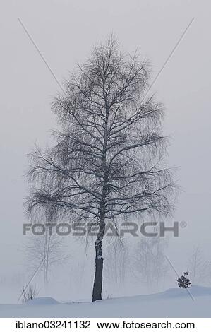 "Birch tree (Betula) in winter, Bavaria, Germany, Europe" View Large Photo Image Stock Image - "Birch tree (Betula) in winter, Bavaria, Germany, Europe". Fotosearch