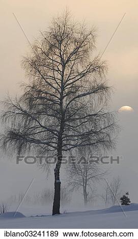 "Birch tree (Betula) in winter, Bavaria, Germany, Europe" View Large Photo Image Stock Photo - "Birch tree (Betula) in winter, Bavaria, Germany, Europe". Fotosearch