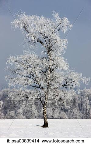 "Birch tree covered with hoarfrost, North Tyrol, Austria, Europe" View Large Photo Image Picture - "Birch tree covered with hoarfrost, North Tyrol, Austria, Europe". Fotosearch