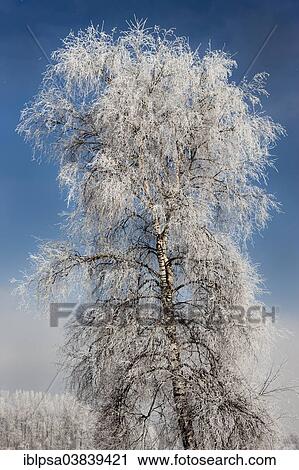 "Birch tree covered with hoarfrost, North Tyrol, Austria, Europe" View Large Photo Image Stock Image - "Birch tree covered with hoarfrost, North Tyrol, Austria, Europe". Fotosearch