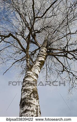 "Birch tree covered with hoarfrost, North Tyrol, Austria, Europe" View Large Photo Image Stock Image - "Birch tree covered with hoarfrost, North Tyrol, Austria, Europe". Fotosearch